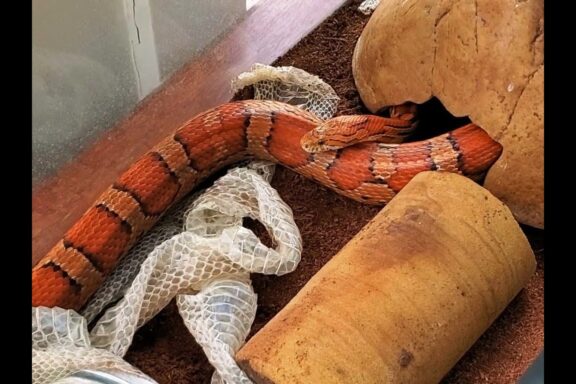 Corn Snake Shedding: What to Expect