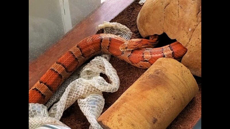 Corn Snake Shedding: What to Expect