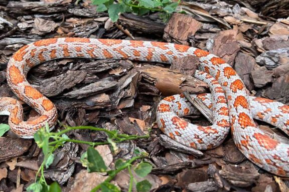 Corn Snake Size: How Big Do They Get?