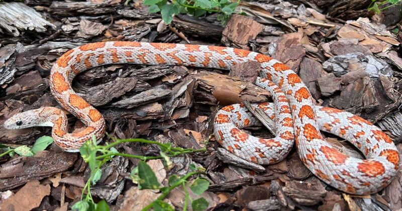 Corn Snake Size: How Big Do They Get?