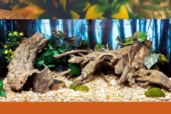 Corn Snake Tank Setup: Step-by-Step Guide