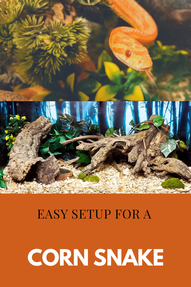 Corn Snake Tank Setup: Step-by-Step Guide