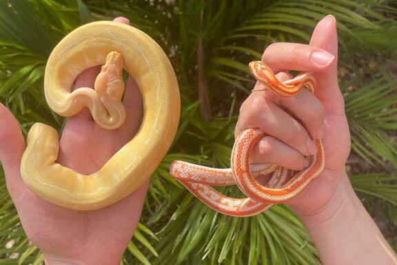 Corn Snake vs Ball Python: Choosing Your Pet