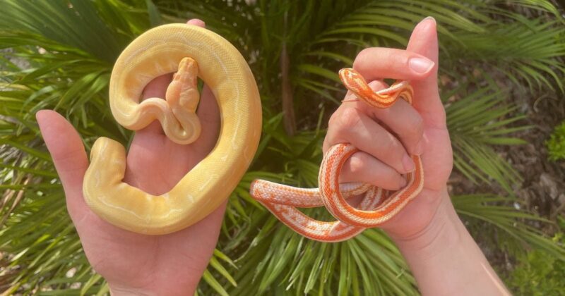 Corn Snake vs Ball Python: Choosing Your Pet