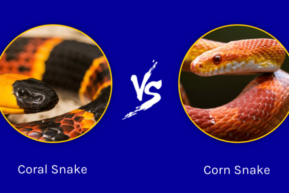 Corn Snake vs Coral Snake: How to Tell Them Apart