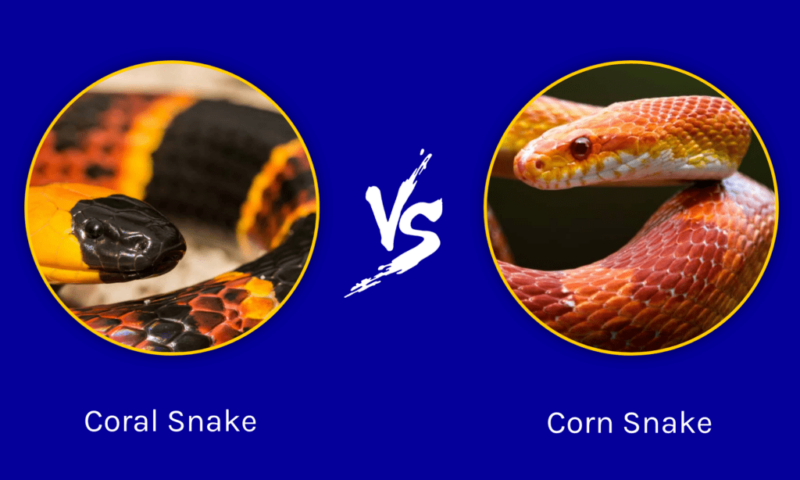 Corn Snake vs Coral Snake: How to Tell Them Apart