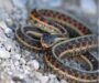 Corn Snake vs Garter Snake: Species Comparison