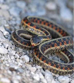 Corn Snake vs Garter Snake: Species Comparison