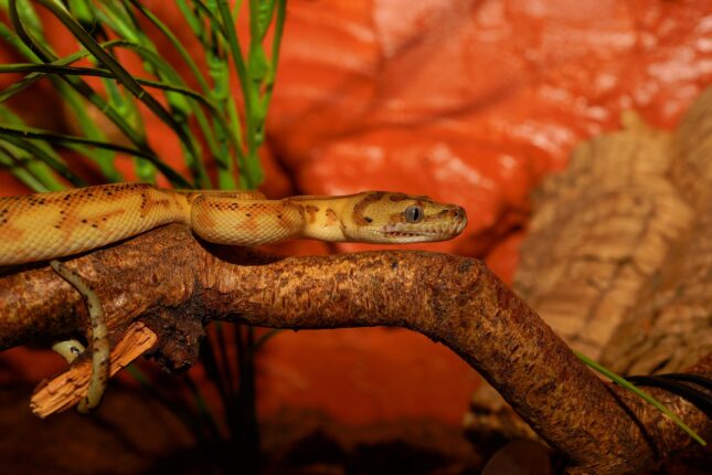 Corn Snake vs Gopher Snake: Pet Choice Guide