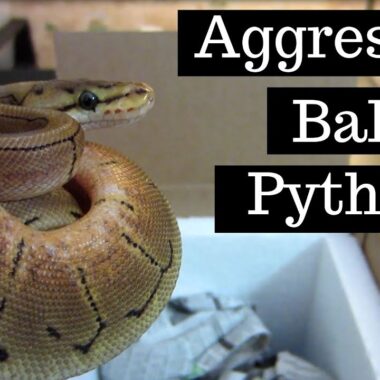 Dealing with Aggressive Ball Pythons