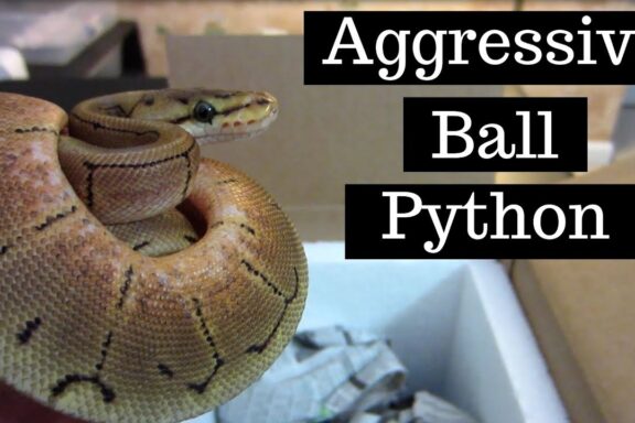 Dealing with Aggressive Ball Pythons