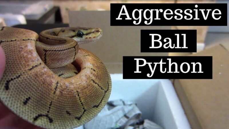 Dealing with Aggressive Ball Pythons