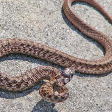 Dekay's Brown Snake vs Garter Snake: Differences