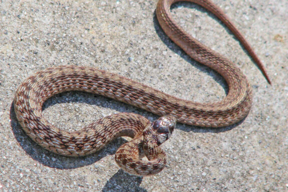 Dekay's Brown Snake vs Garter Snake: Differences