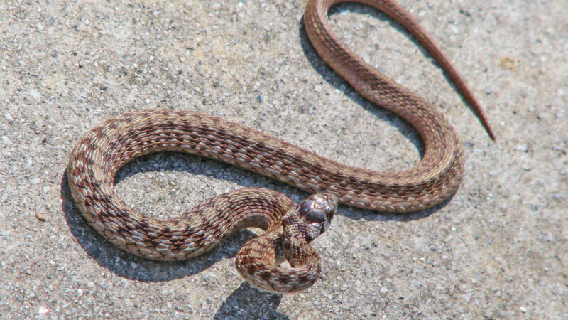 Dekay's Brown Snake vs Garter Snake: Differences