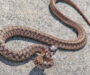 Dekay’s Brown Snake vs Garter Snake: Differences