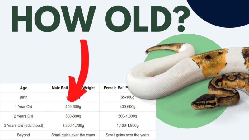 Determining the Age of Your Ball Python