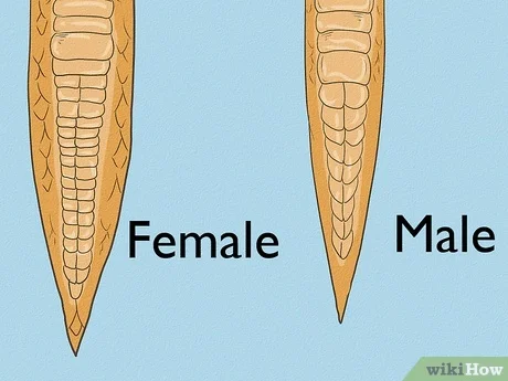 Determining the Gender of Your Corn Snake