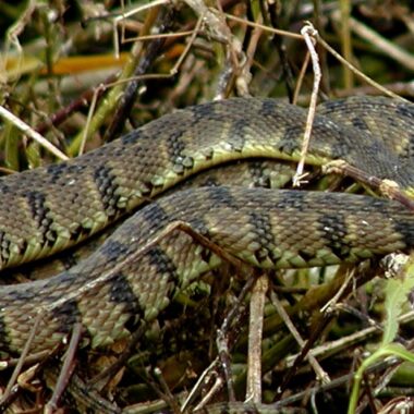 Diamondback Water Snake: Species Overview