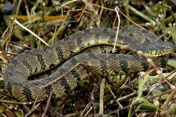 Diamondback Water Snake: Species Overview