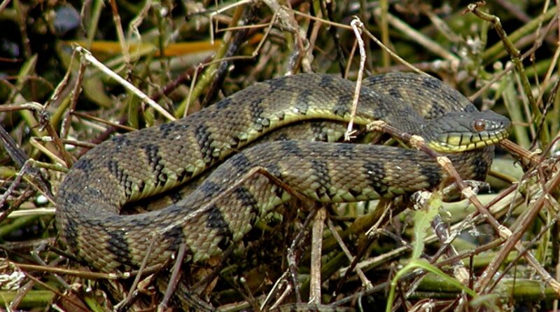 Diamondback Water Snake: Species Overview