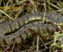 Diamondback Water Snake: Species Overview