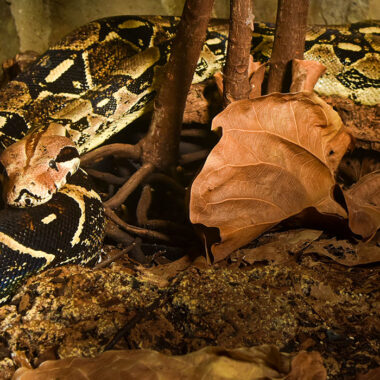 Difference Between Boas and Pythons Explained