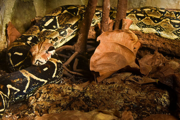 Difference Between Boas and Pythons Explained