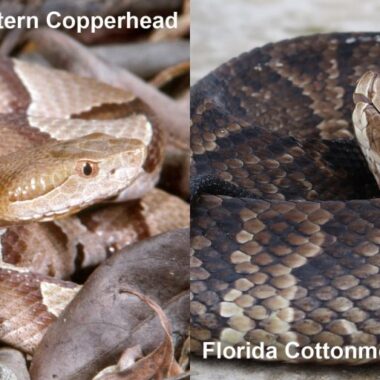 Difference Between Water Snakes & Cottonmouths