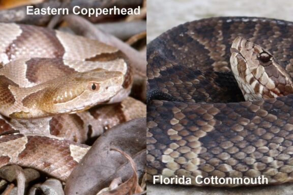 Difference Between Water Snakes & Cottonmouths