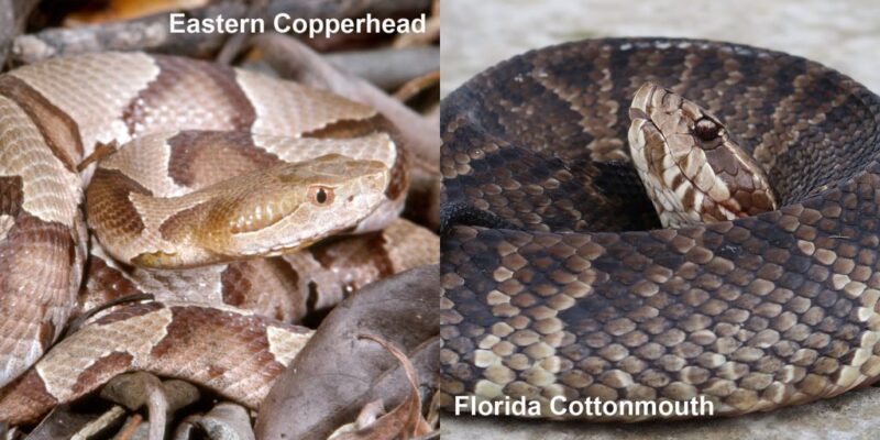 Difference Between Water Snakes & Cottonmouths