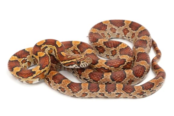 Diverse Varieties of Corn Snakes Explained