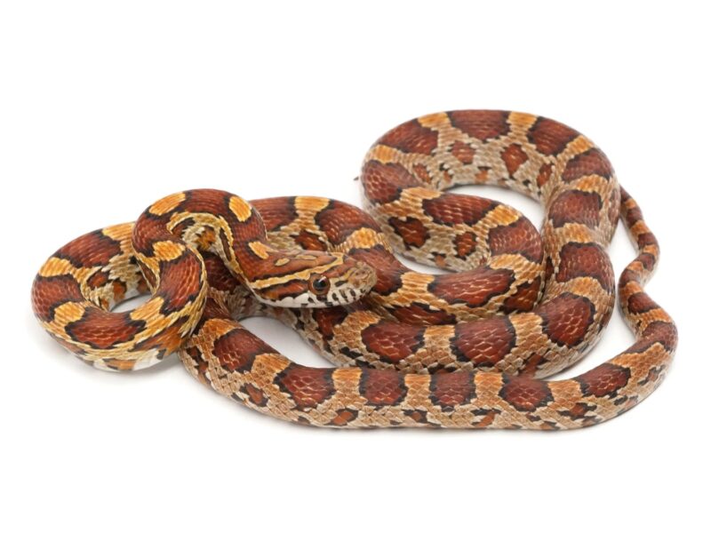 Diverse Varieties of Corn Snakes Explained