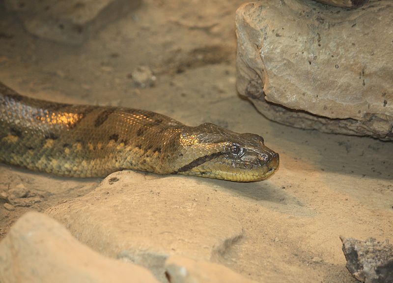 Do Anacondas Bite? Understanding Their Attack Methods