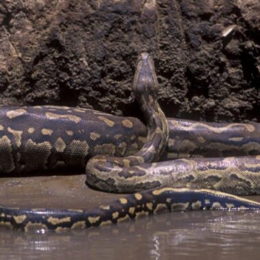 Do Anacondas Eat People? Truth Behind the Myths