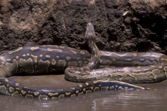 Do Anacondas Eat People? Truth Behind the Myths