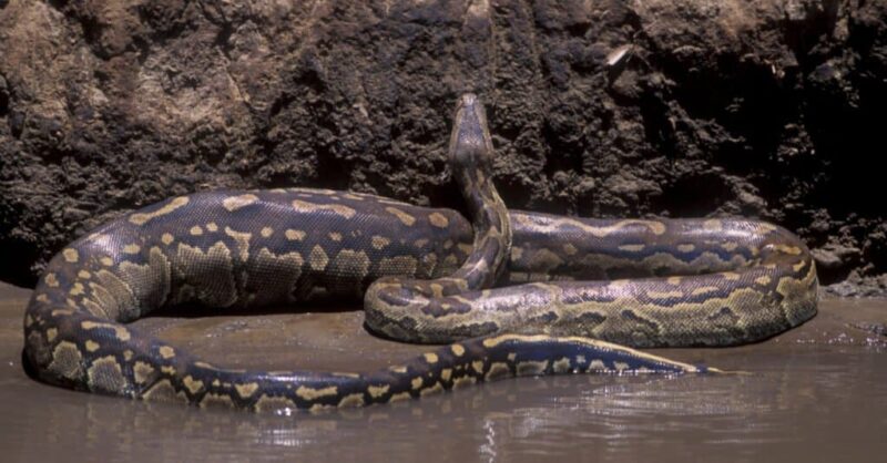 Do Anacondas Eat People? Truth Behind the Myths