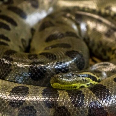 Do Anacondas Lay Eggs? Birth Facts Revealed