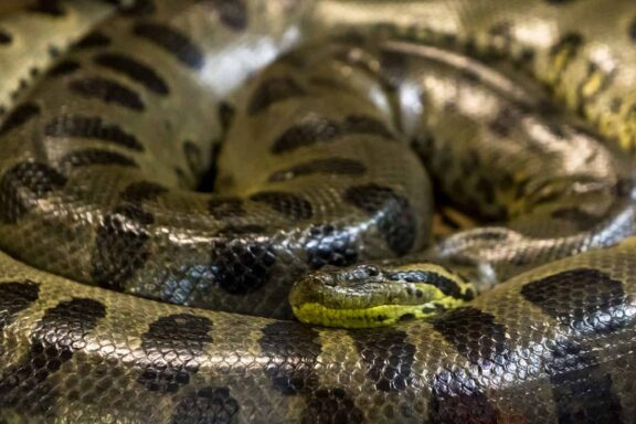 Do Anacondas Lay Eggs? Birth Facts Revealed