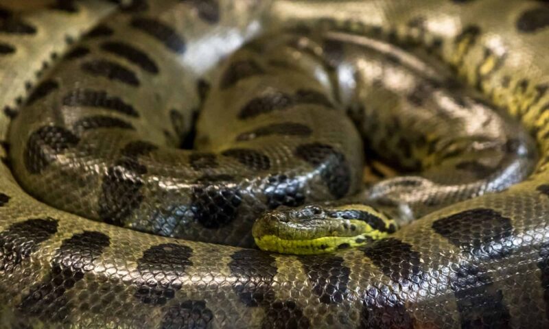 Do Anacondas Lay Eggs? Birth Facts Revealed