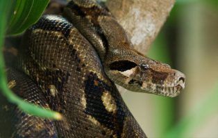 Do Anacondas Live in Florida? Range Facts Revealed