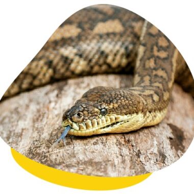 Do Carpet Pythons Bite: Behavior & Prevention