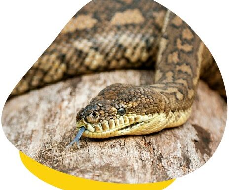 Do Carpet Pythons Bite: Behavior & Prevention