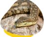 Do Carpet Pythons Bite: Behavior & Prevention