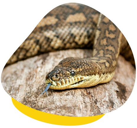 Do Carpet Pythons Bite: Behavior & Prevention