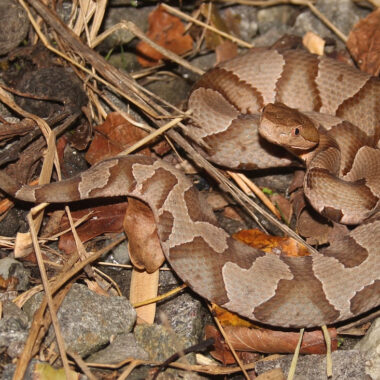 Do Copperhead Snakes Eat Cicadas: Diet Facts