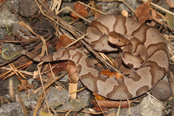 Do Copperhead Snakes Eat Cicadas: Diet Facts