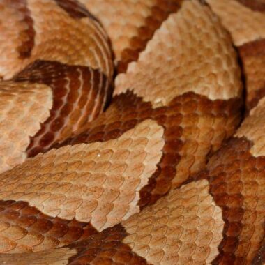 Do Copperhead Snakes Have Rattles: Quick Facts