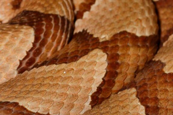 Do Copperhead Snakes Have Rattles: Quick Facts