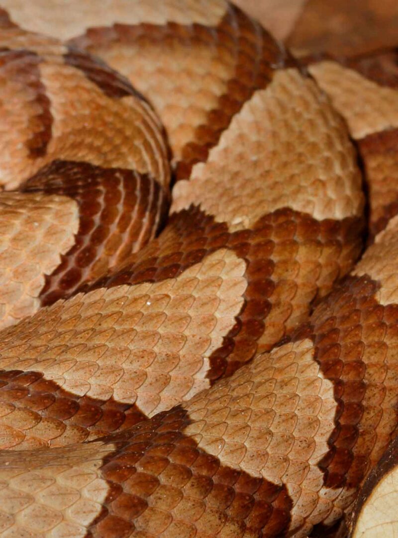 Do Copperhead Snakes Have Rattles: Quick Facts